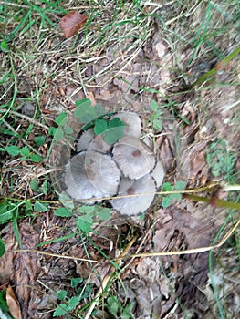 Couple grey shrooms