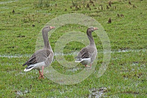 Couple of Greylag goose golding guard meadow - Anser anser