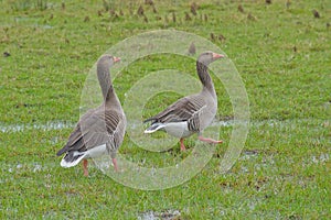 Couple of Greylag goose golding guard meadow - Anser anser