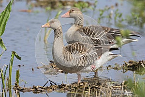 Couple Greylag gooses photo