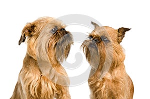 A couple of Griffon Bruxellois dogs photo