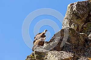 Couple of griffon vultures on the rocks of Salto del Gitano, Spain photo