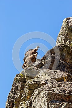 Couple of griffon vultures on the rocks of the Spanish Salto del Gitano photo