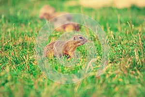 Couple of ground squirrel looking some corns and feeding. Small animal sitting in grass.