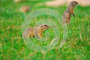 Couple of ground squirrel looking some corns and feeding. Small animal sitting in grass.