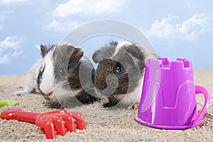 Couple of guinea pig playing in the sand