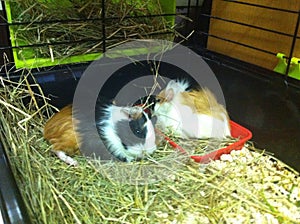 Couple of guinea pigs