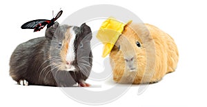 Couple guinea pigs