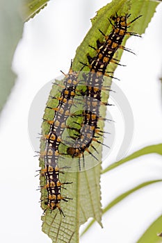 Couple of Hairy Caterpillar on the same green leave