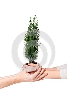 Couple hands holding young tree. Earth Day April 22 concept. Save world. Environmental Ecology Plant Nature Conservation