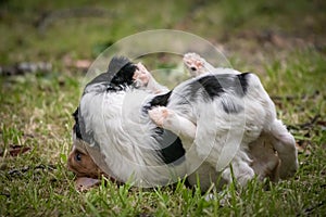 Couple of happy baby dogs brittany spaniel playing around and fighting