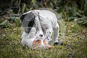 Couple of happy baby dogs brittany spaniel playing around and fighting