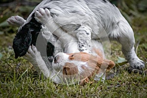 Couple of happy baby dogs brittany spaniel playing around and fighting