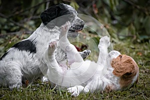 Couple of happy baby dogs brittany spaniel playing around and fighting