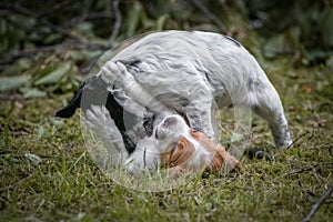 Couple of happy baby dogs brittany spaniel playing around and fighting