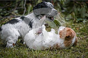 Couple of happy baby dogs brittany spaniel playing around and fighting