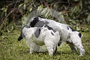 Couple of happy baby dogs brittany spaniel playing around and fighting