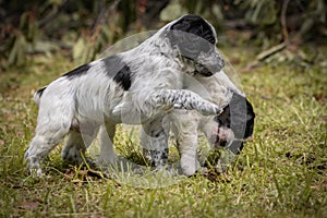Couple of happy baby dogs brittany spaniel playing around and fighting
