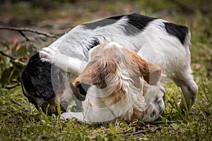 Couple of happy baby dogs brittany spaniel playing around and fighting