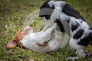 Couple of happy baby dogs brittany spaniel playing around and fighting