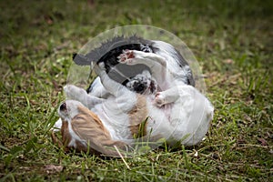 Couple of happy baby dogs brittany spaniel playing around and fighting