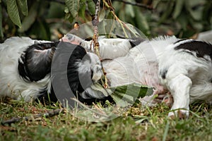 Couple of happy baby dogs brittany spaniel playing around and fighting