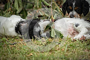 Couple of happy baby dogs brittany spaniel playing around and fighting