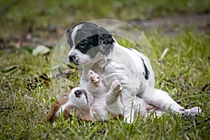 Couple of happy baby dogs brittany spaniel playing around, smelling eachother and cuddling