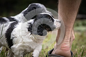 Couple of happy baby dogs brittany spaniel playing around and smelling feet