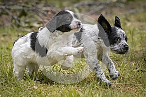 Couple of happy baby dogs brittany spaniel running