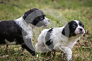 Couple of happy baby dogs brittany spaniel running