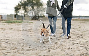 Couple with happy beagle dog on autumn beach