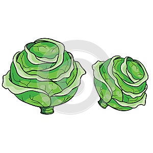 Couple of heads of green cabbage, cartoon illustration, isolated object on white background, vector illustration