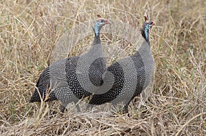 A couple of Helmeted guineafowl