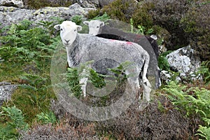 Couple of Herdwick sheep with ferns and boulders