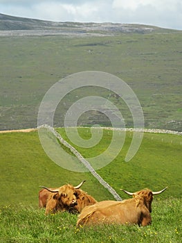 Couple of highland scottish cows