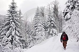 Couple hiking along a snow covered forest path in winter