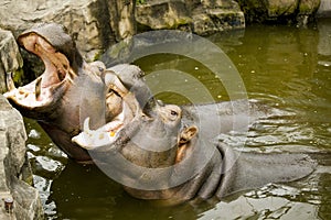 A couple of hippos in the river. The hippos opened their mouths waiting for food.