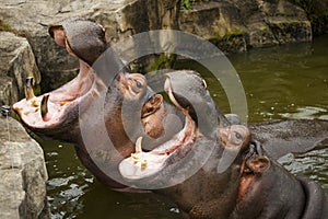 A couple of hippos in the river. The hippos opened their mouths waiting for food.