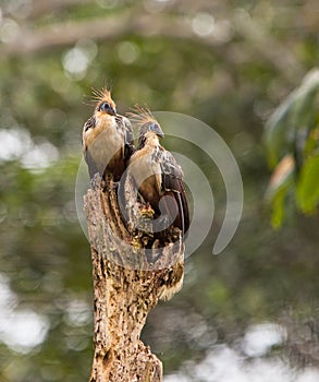 A couple of the Hoatzin photo