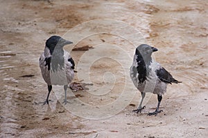 Couple of hooded crows