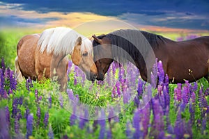 COuple horse with long mane in flowers