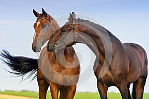 Couple horse in love