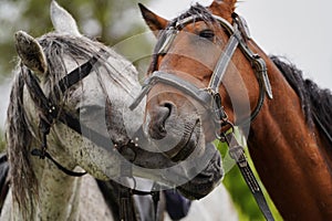 Couple of horse portrait on green field, close-up.