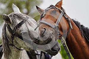 Couple of horse portrait on green field, close-up.