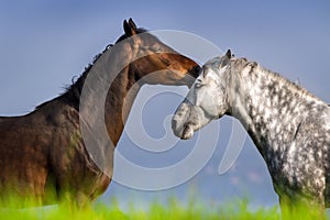 Couple of horse portrait