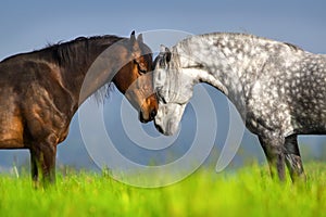 Couple of horse portrait photo