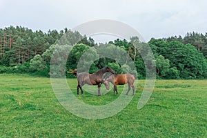 Couple of horse portrait in pasture. Horse communication.