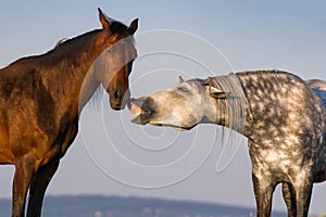 Couple horse portrait