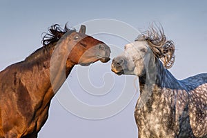 Couple horse portrait